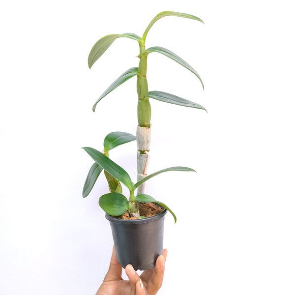 Dendrobium Caesar Warawan x Caesar Red - BS
