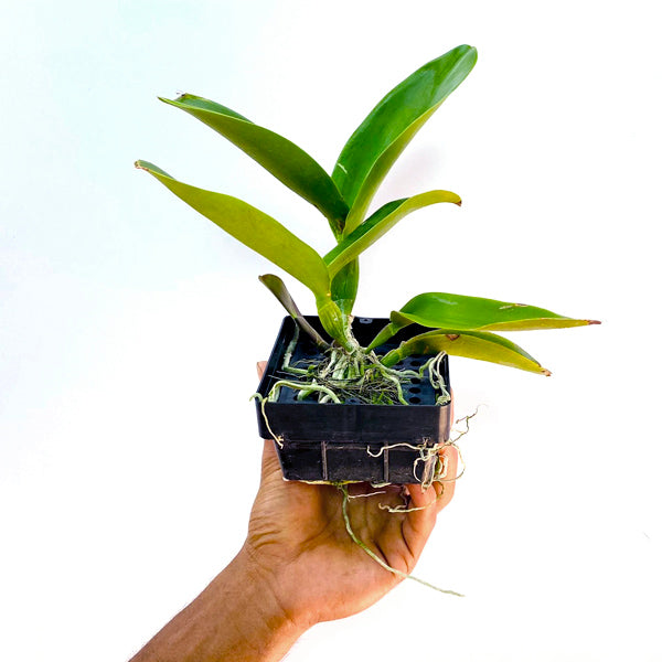 Cattleya Thong Supan Gold #4 - BS