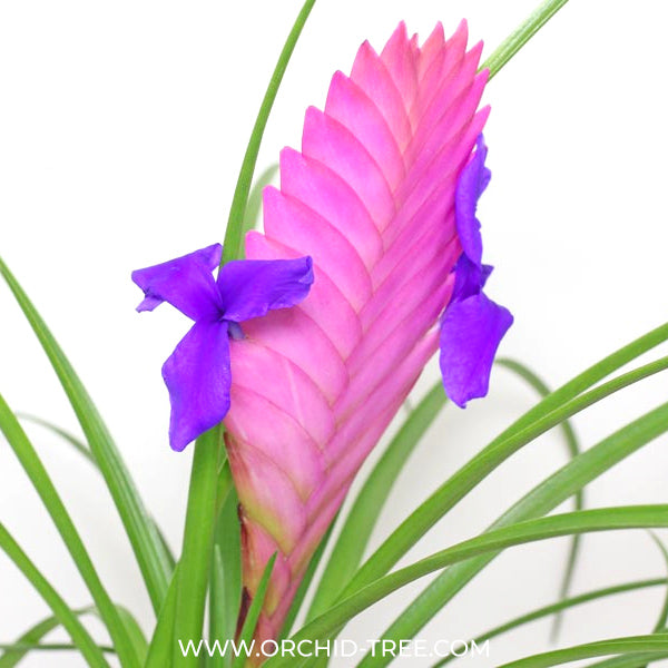 Tillandsia Pink Quill Plant
