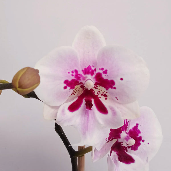 Timeless Love | Phalaenopsis Orchid Gift
