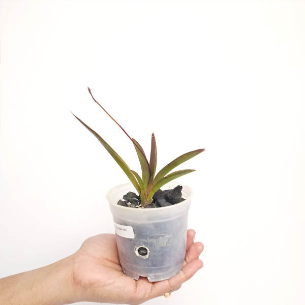 Tolumnia Assorted - FF