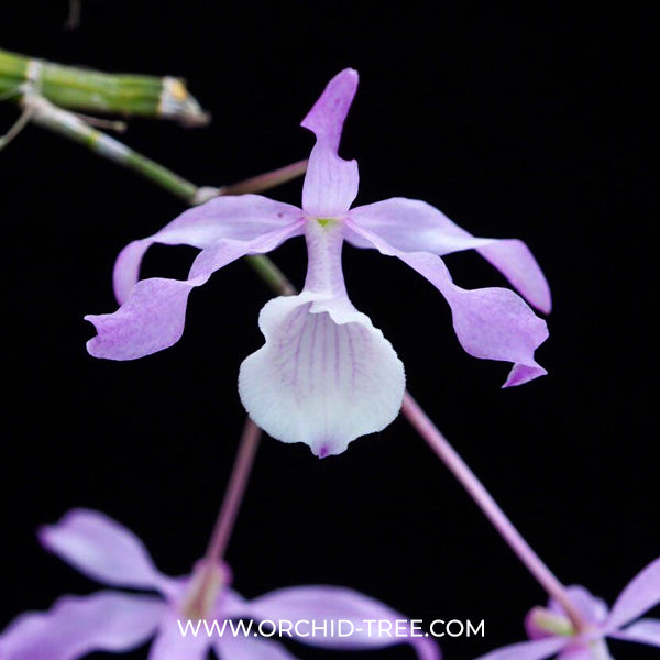 Dendrobium tortile sp. Orchid Plant - BS