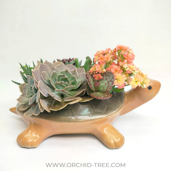 Tortoise Succulent Arrangement