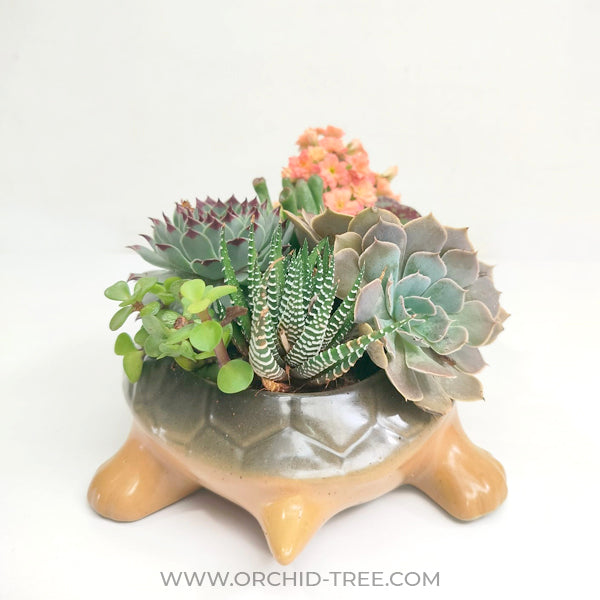 Tortoise Succulent Arrangement