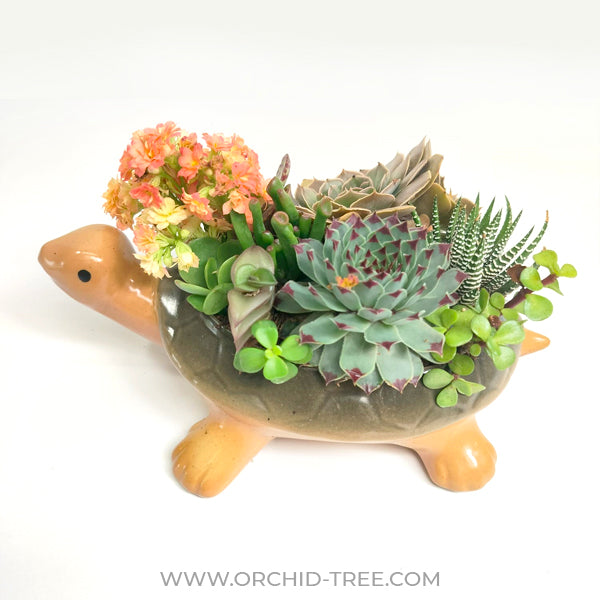 Tortoise Succulent Arrangement