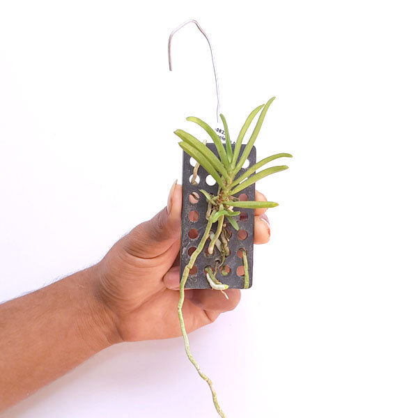 Trichoglottis triflora - BS