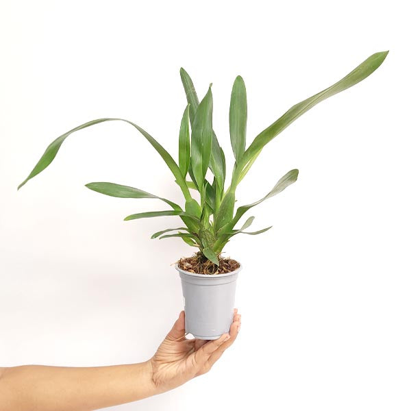 Oncidium (Camb) Tropical Jungle Orchid Plant- BS