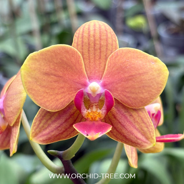 Phalaenopsis Shin Tuan Golden Orange Orchid Plant - FF
