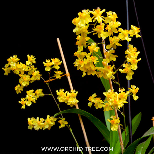 Oncidium Twinkle Yellow Orchid - BS - Buy Orchids Plants Online by Orchid-Tree.com