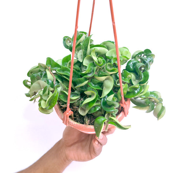 Twisted Rope Hoya