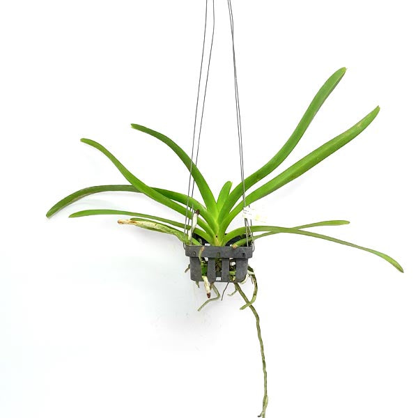 Vanda Two Tone Orange # 32 Orchid Plant - BS