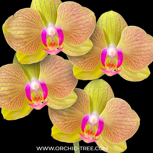 Phalaenopsis Tying Shin Elves - BS