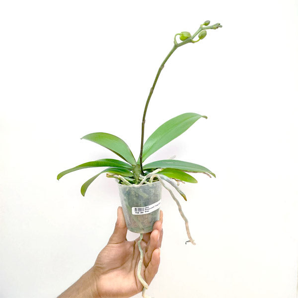 Phalaenopsis Tying Shin Elves - BS