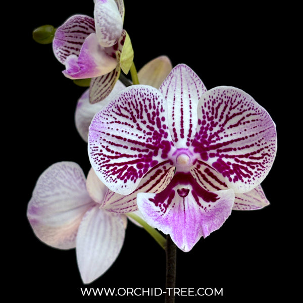 Phalaenopsis Tying Shin Thor Orchid Plant - BS