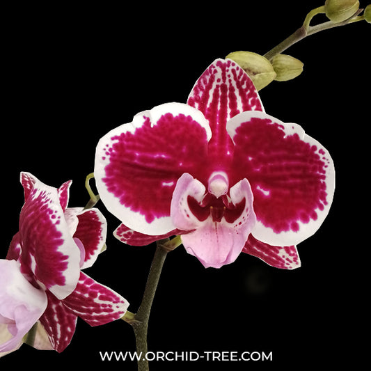 Phalaenopsis Tying Shin Thor Orchid Plant - FF