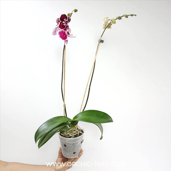 Phalaenopsis Tying Shin Thor Orchid Plant - FF