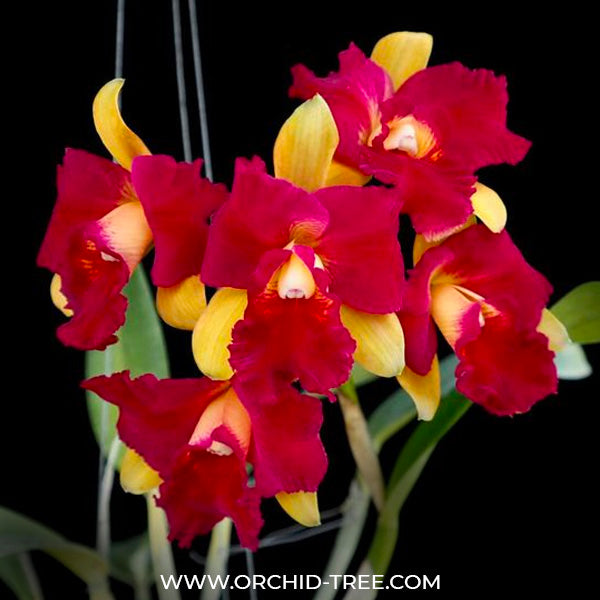 Cattleya Tzeng Wen Beauty Doll - BS