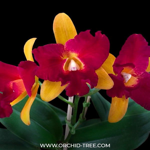 Cattleya Tzeng Wen Beauty Doll - BS