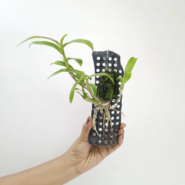 Dendrobium unicum sp. Orchid Plant - BS