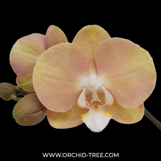 Phalaenopsis Peach Melba Orchid Plant - BS