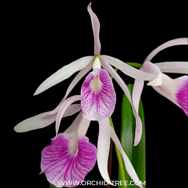 Cattleya Morning Glory 'Valentine Kiss' - FF