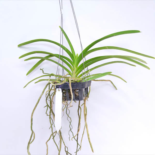 Vanda M.V. Tannins AM/AOS Orchid Plant - FF