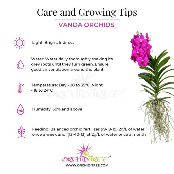 Vanda (Rhys.) coelestis pink sp. Orchid Plant - FF - Buy Orchids Plants Online by Orchid-Tree.com