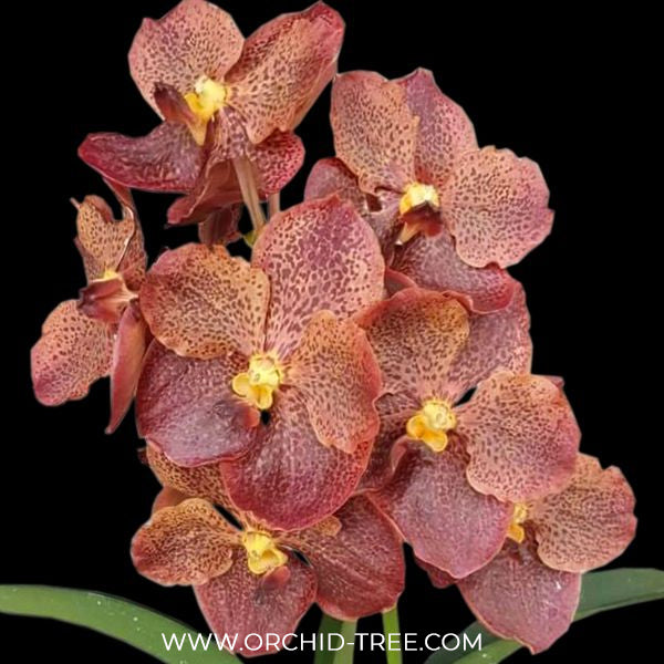 Vanda Dr.Anek x Warut Leopard Orchid Plant - BS