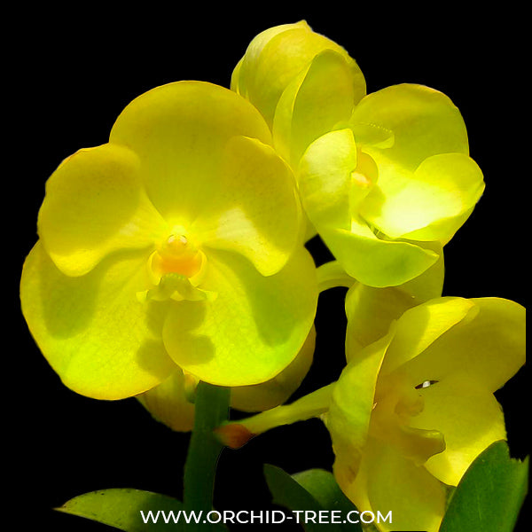 Vanda Prapathom Gold - SS