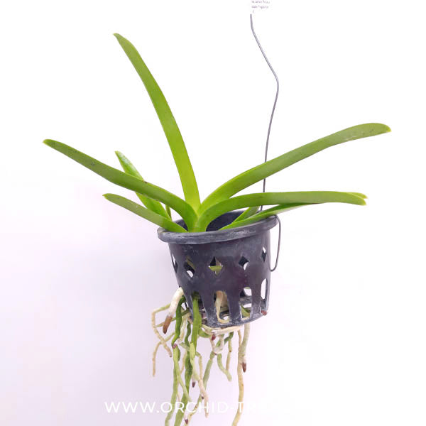 Vanda Somsri Pink x Kulwadee Fragrance 'Mr. X Orchid Plant - MS