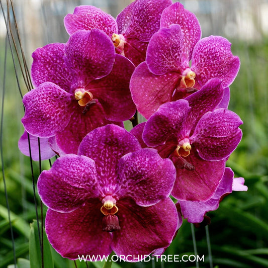 Vanda Pure's Wax Pink Orchid Plant - BS