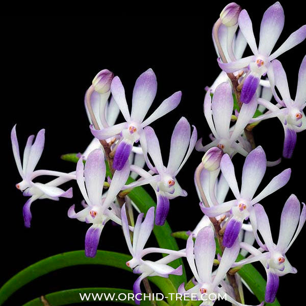Vanda falcata x coelestis blue - BS