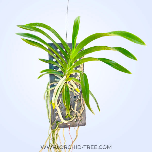 Vanda falcata x coelestis blue - BS