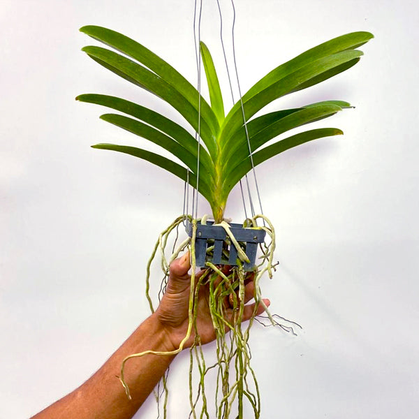 Vanda Pachara Delight - BS