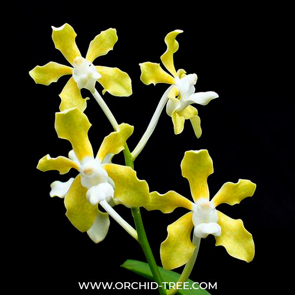 Vanda tessellata var. alba sp. - BS