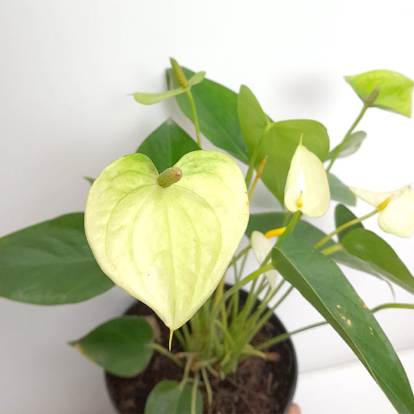 anthurium vanilla Anthurium Vanilla -FF – Orchid-Tree