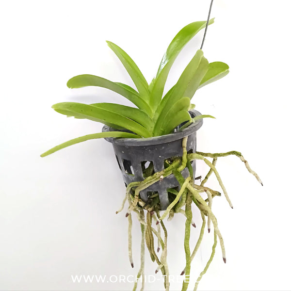 Vanda Apec Blue Orchid Plant - MS