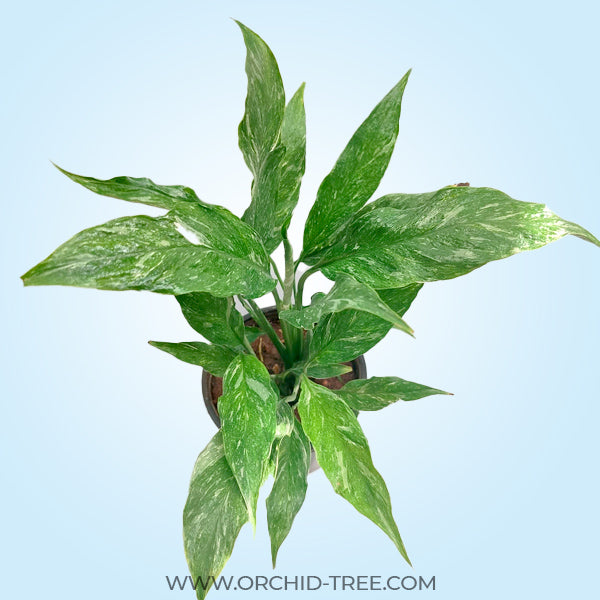 Spathiphyllum Variegated | Peace Lily