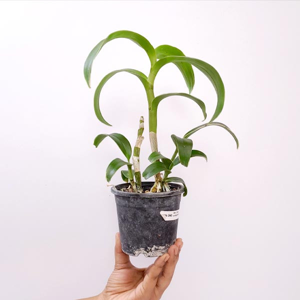 Dendrobium Burana Jade Variegated Leaves Orchid Plant - FF