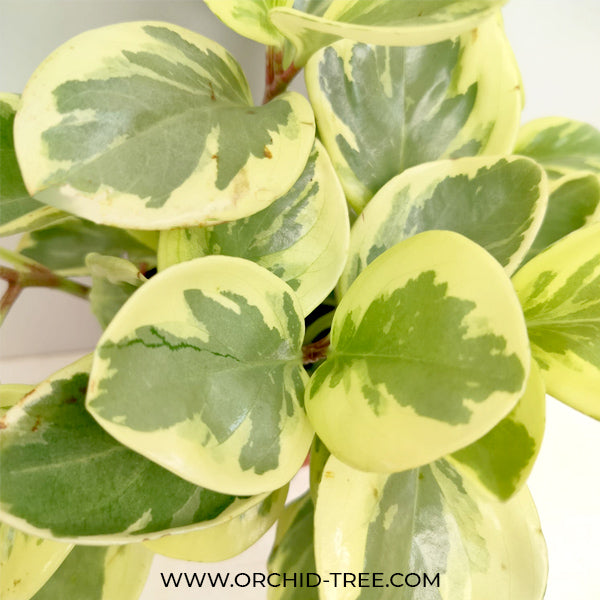 Peperomia obtusifolia variegata