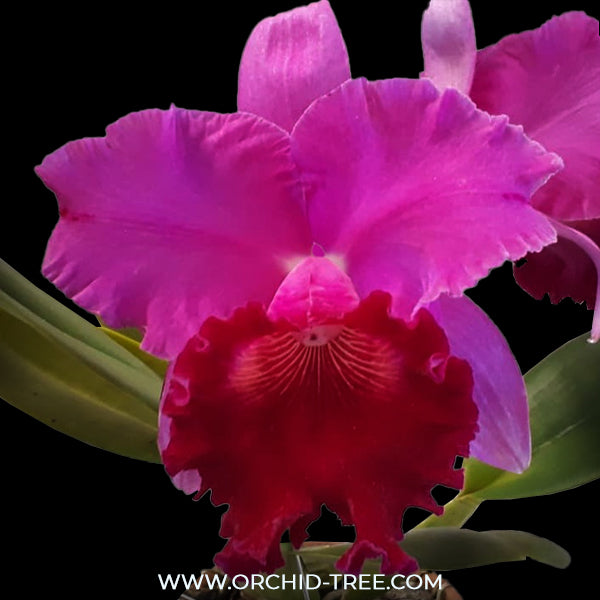 Cattleya Joao Antonio Nicole Velvet Orchid Plant - BS