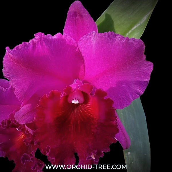 Cattleya Joao Antonio Nicole Velvet Orchid Plant - BS