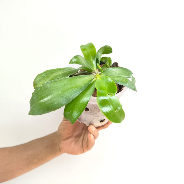 Phalaenopsis venosa sp. - FF