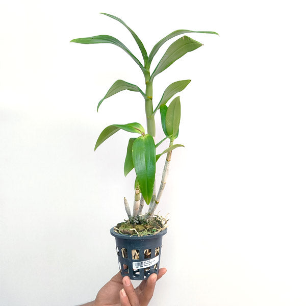 Dendrobium Visa Peach - BS