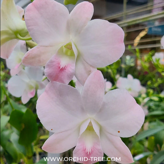 Dendrobium Visa Peach Orchid Plant - BS