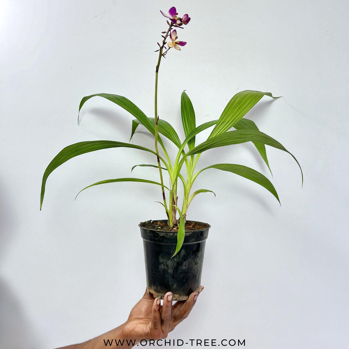 Spathoglottis Purple White Sweet - BS - Buy Orchids Plants Online by Orchid-Tree.com