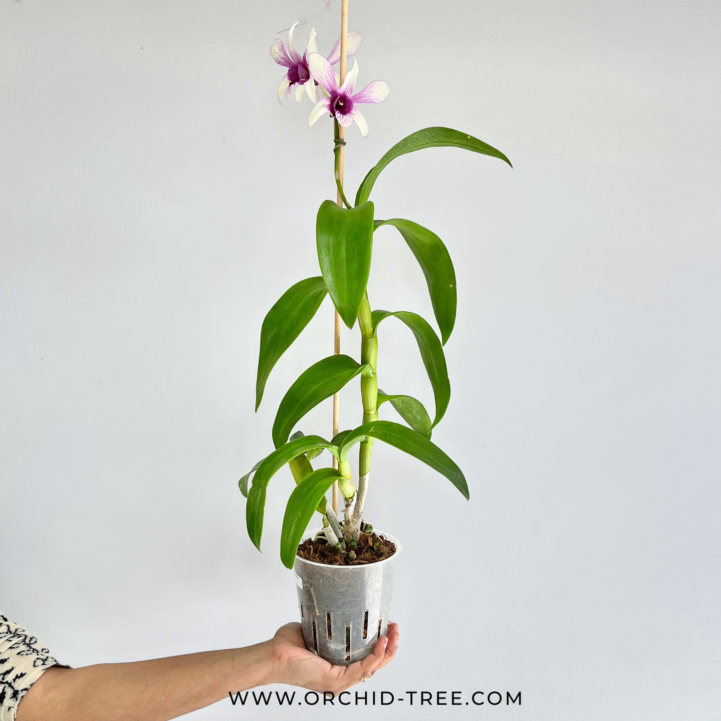 Dendrobium Heang Splash- FF ( 3 Open Flowers) - Buy Orchids Plants Online by Orchid-Tree.com