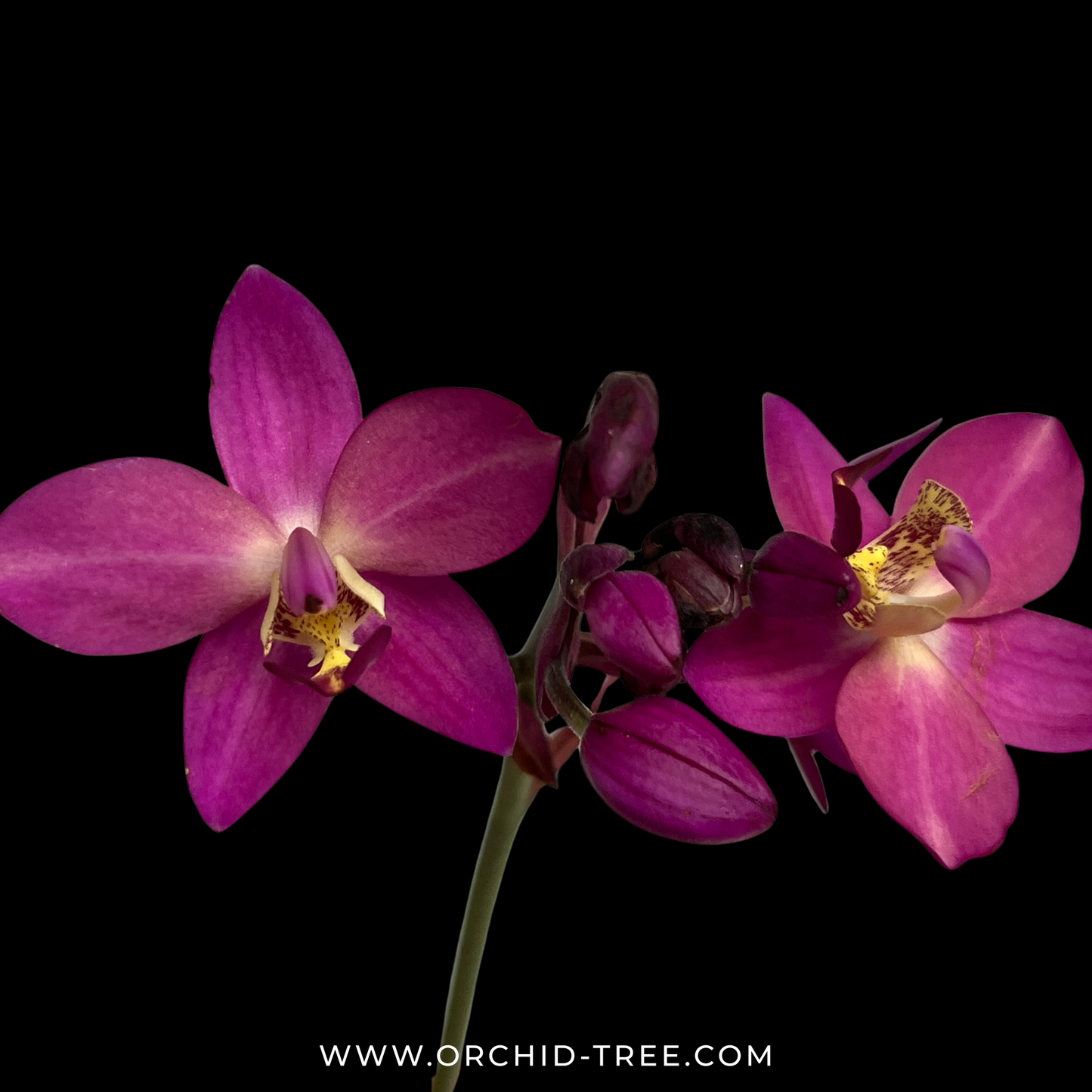 Spathoglottis Fancy Orchid Plant - FF - Buy Orchids Plants Online by Orchid-Tree.com