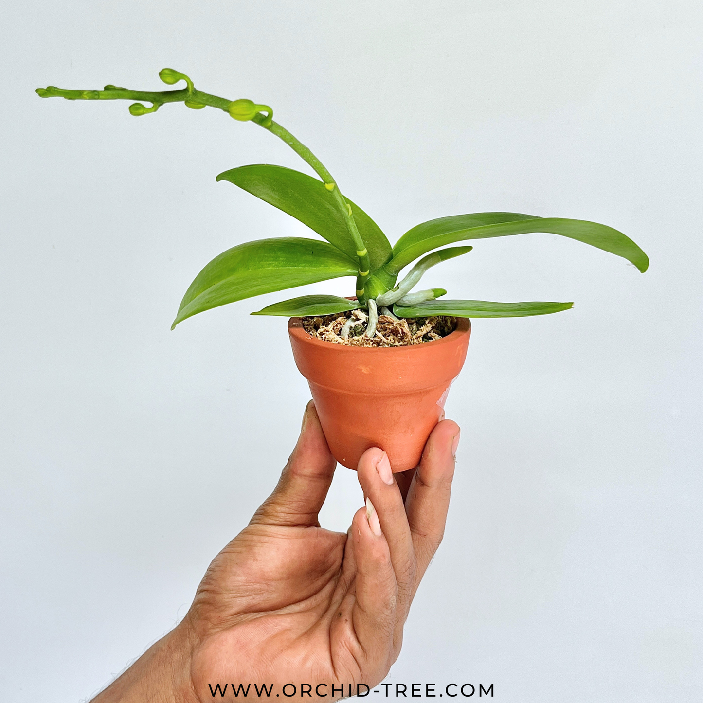 Phalaenopsis Younghome Little Snow Orchid Plant - FF (With Terracotta pot)
