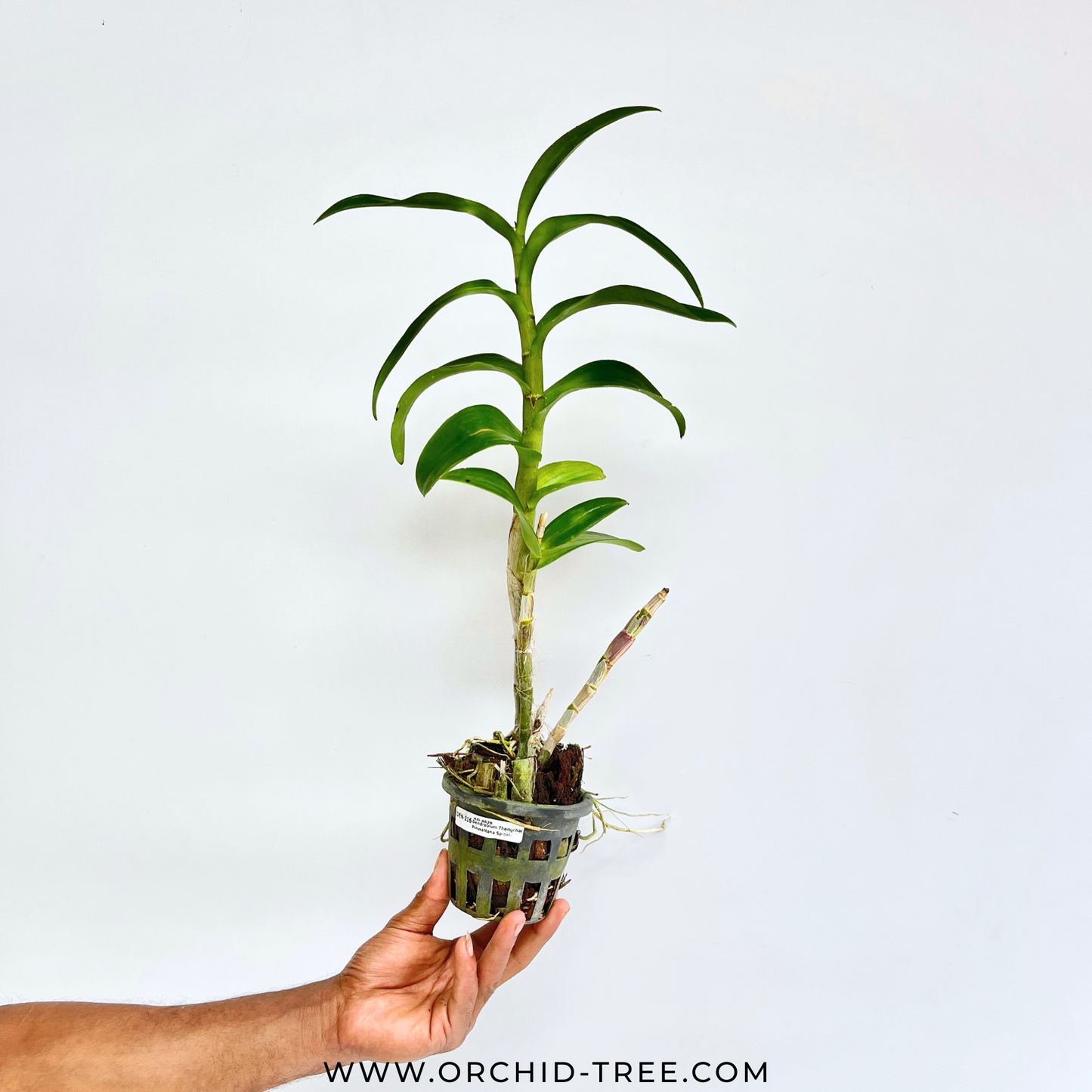 Dendrobium Thongchai Gold 'Pinwattana' Orchid Plant - BS